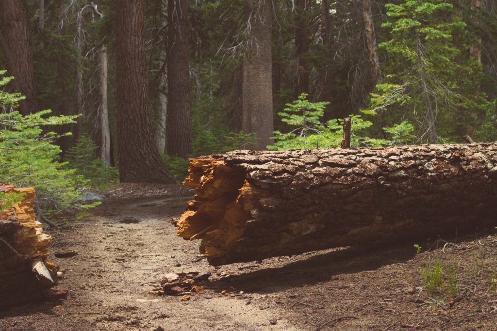 A fallen tree, used as a metaphor for a software company